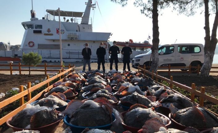 Kaçak avlanan 3 ton kalkan balığına Sahil Güvenlik ekipleri el koydu