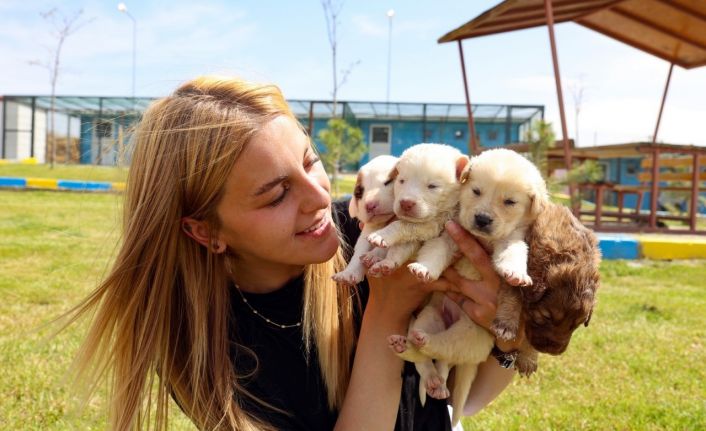 KAPEM’de hayvanseverler için “Yerel Hayvan Koruma Görevlisi Eğitimi” verilecek
