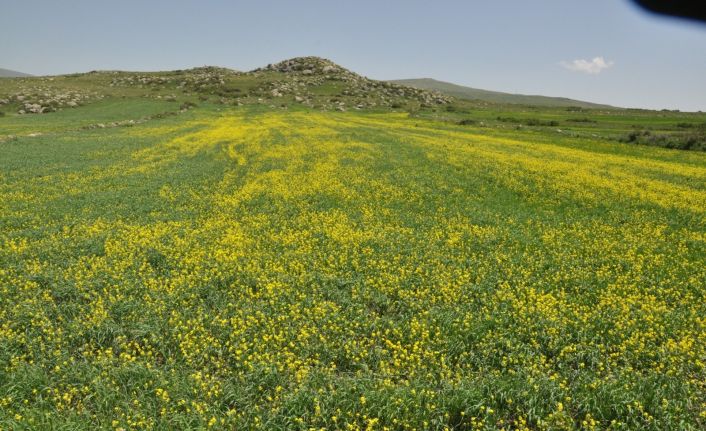 Kars’ta tarlalarda açan ’sarı çiçekler’ görsel şölen sundu