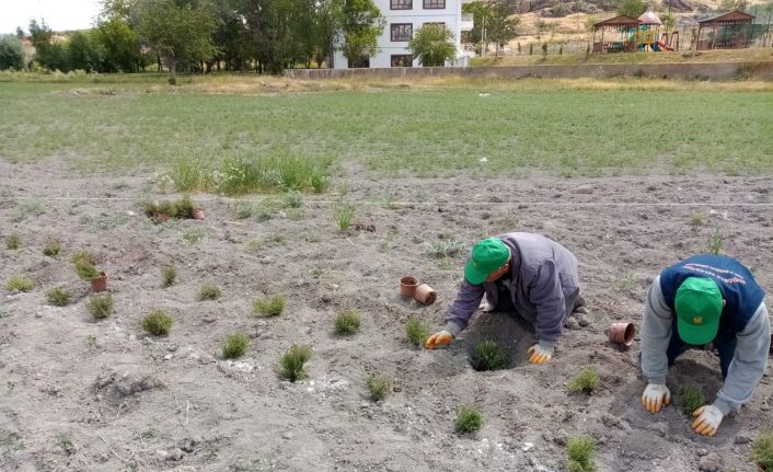 Keçiören’de doğal yağ üretimi için gül ve kekik dikimi yapıldı