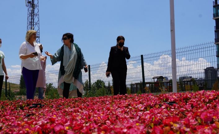 Keçiören’deki akıllı serada sebzeler ve çiçekler aynı anda üretiliyor