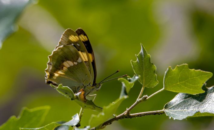 Kelebek gözlemcileri, ’Rose’ ve ’Şehzade’ için kilometrelerce yol kat edip Van’a geliyor