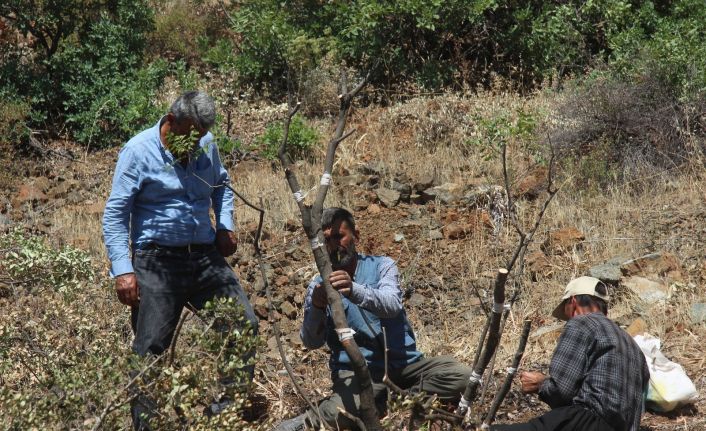 Kilis’te 6 bin menengiç ağacı Antep fıstığına aşılanıyor
