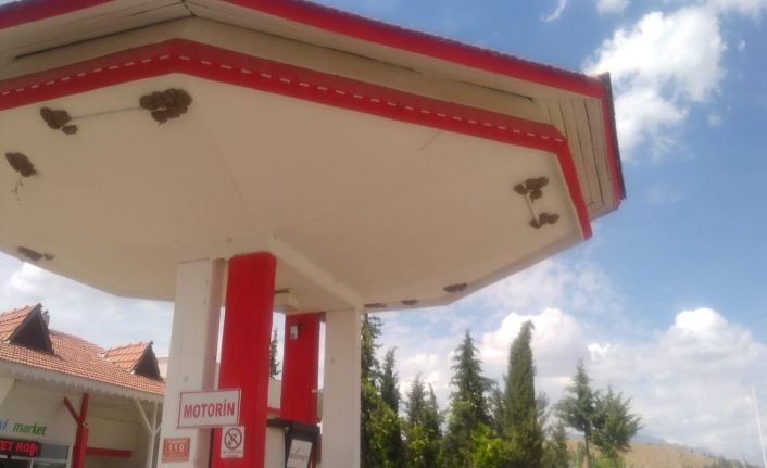 Kırlangıçlar akaryakıt istasyonunu mesken tuttu