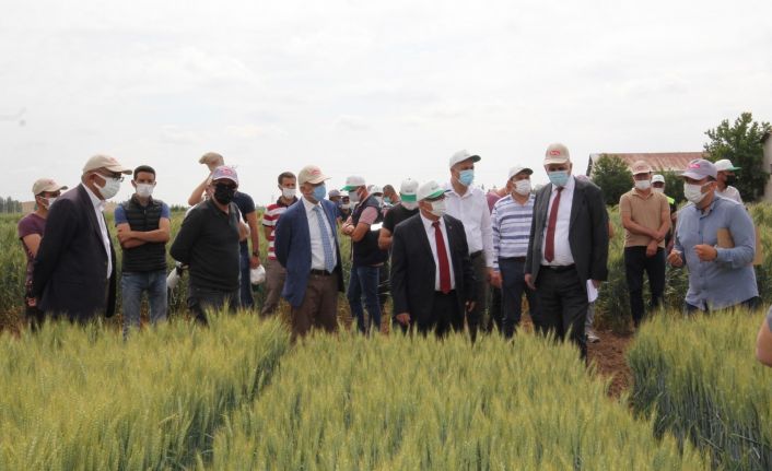Konya gıda ve tarım üniversitesi yerli ve milli buğday ıslahında sona geldi