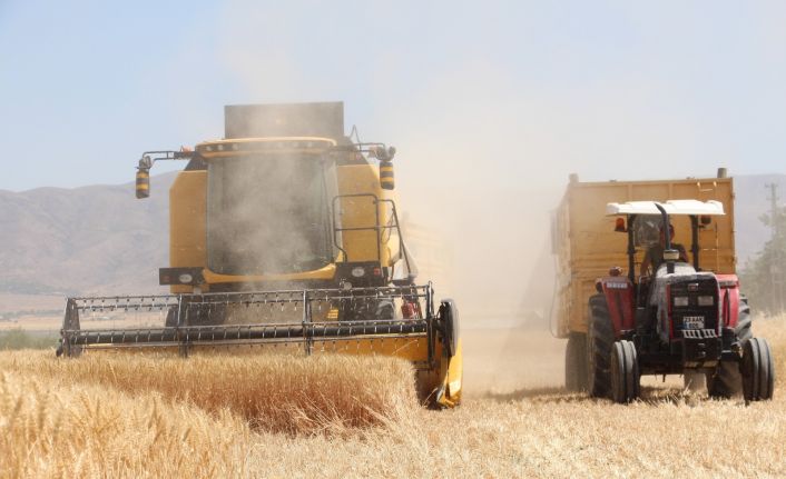 Kuraklık hasadı başlayan buğdayı da vurdu, rekolte yüzde 70’lere kadar düştü