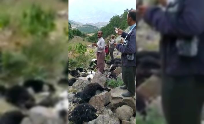 Kurtların saldırısına uğrayan sürüdeki 70 hayvan telef oldu