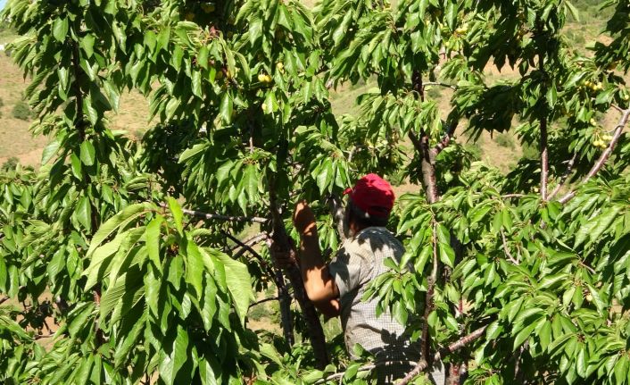 Muş’ta kiraz hasadı başladı