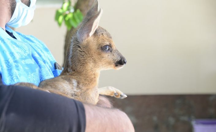 Ormanlık alanda bulunan yavru karacaya çocuk gibi bakıyorlar