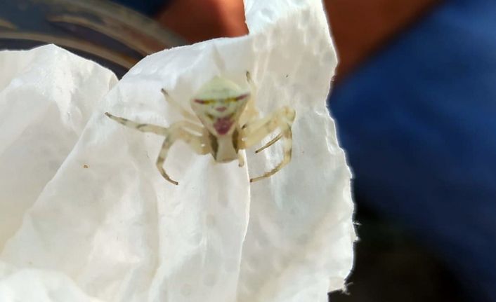 (Özel) İnsan yüzlü örümcek görenleri hayrete düşürdü