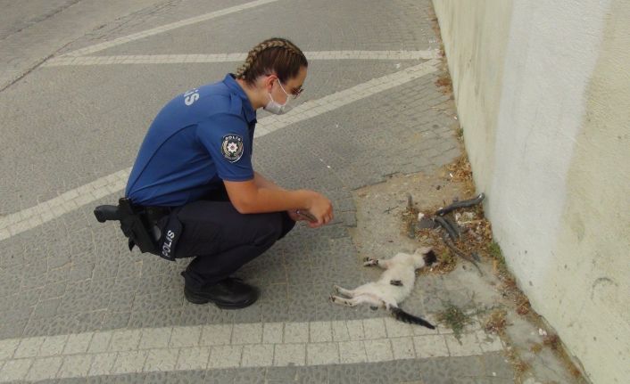(ÖZEL) Kadın polis, bir aracın çarpıp kaçtığı yavru kedinin başından dakikalarca ayrılamadı