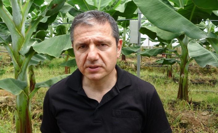 (Özel) Prof. Dr. Sert: “Muz seraları toprağı verimsizleştirip yer altı sularımızı tüketiyor”