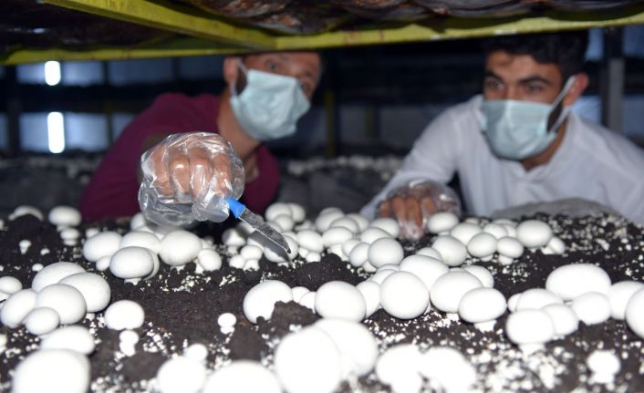(Özel) Uğraş olarak kültür mantarı işine girdi, şimdi siparişleri yetiştiremiyor
