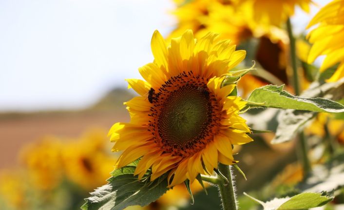Samsun çiftçisine 18,4 milyon TL yağlı tohumlu bitkiler fark ödemeleri desteği