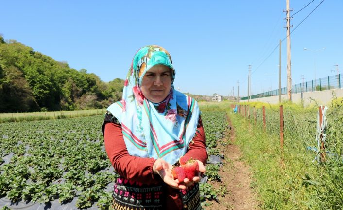 Samsun’da tarıma kadın damgası: ÇKS’ye kayıtlı 68 bin 507 işletmeden 9 bin 69’u kadınlara ait