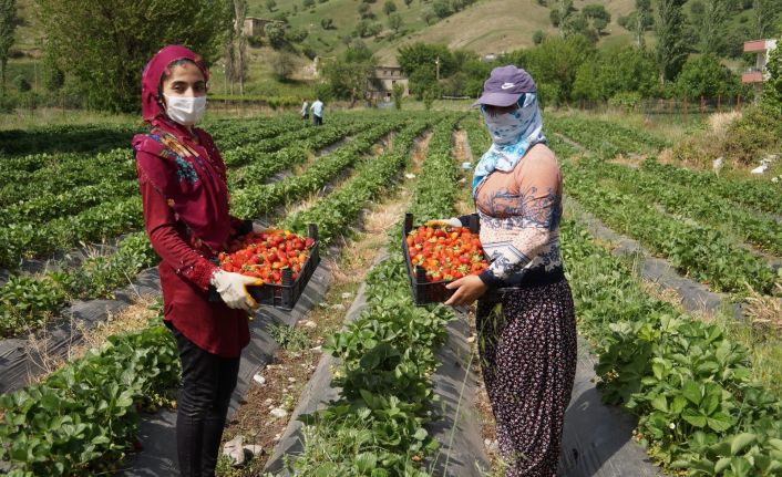 Sason çileği coğrafi işaret belgesi alarak markalaştı