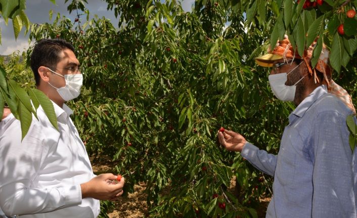 Selendi Kaymakamı Yıldırım işçilerle birlikte kiraz topladı