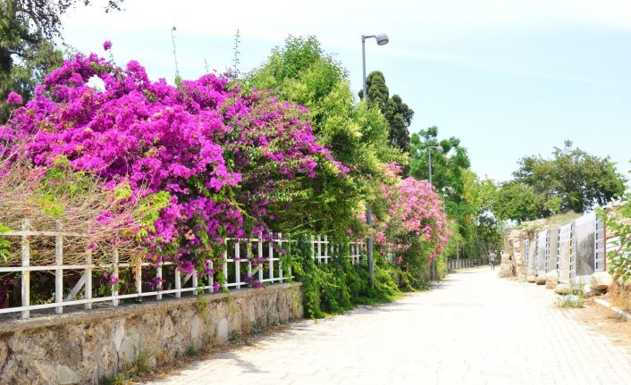 Side Antik Kenti’ndeki evlere begonvil dikme zorunluluğu getirildi