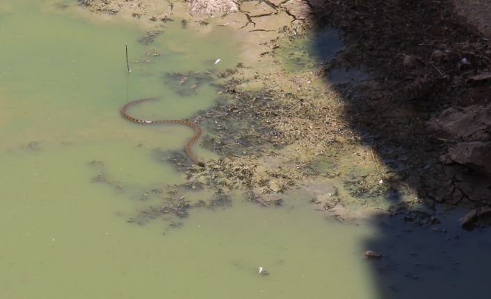 Sulama kanalında görülen dev yılanlar paniğe neden oldu