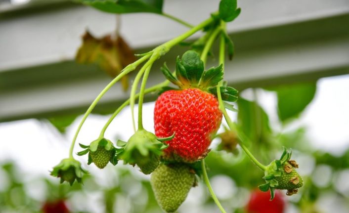 Trabzon’da bu yıl çilek üretimi 250 ton civarında olması bekleniyor