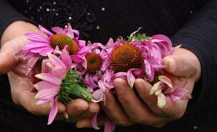 Uşak bahçeleri ekinezya ile çiçekleniyor