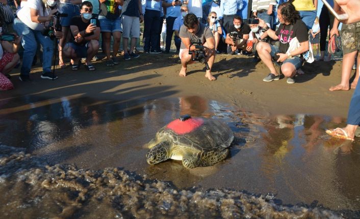 Uydudan izlenen yeşil deniz kaplumbağası 3 günde 30 kilometre yol aldı