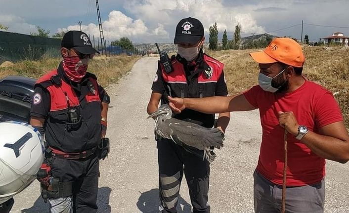 Yaralı gri balıkçıl kuşa polisten şefkat eli