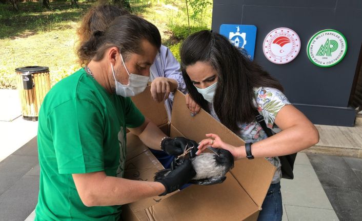 Yaralı kargaya ilk müdahaleyi yapıp elleriyle beslediler