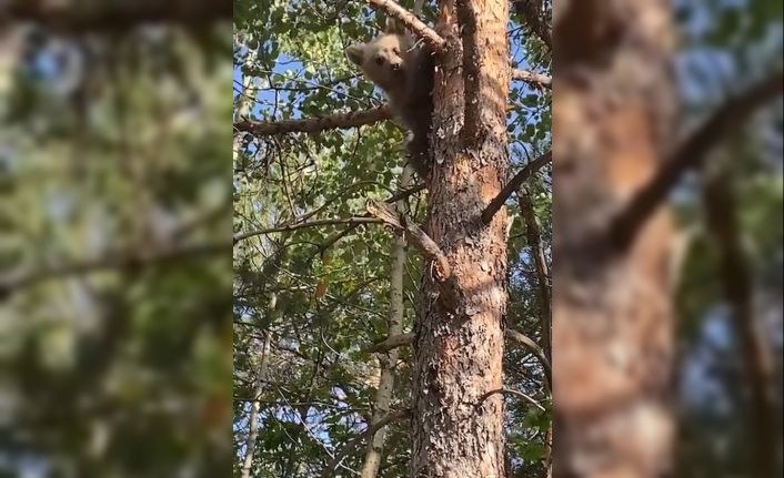 Yavru ayı orman işletme ekiplerini görünce korkudan ağaca böyle tırmandı