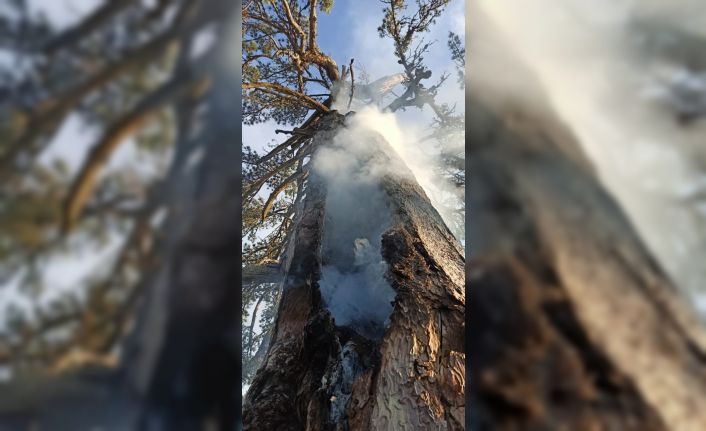 Yıldırım düşen asırlık çam ağacı 3 gündür yanıyor