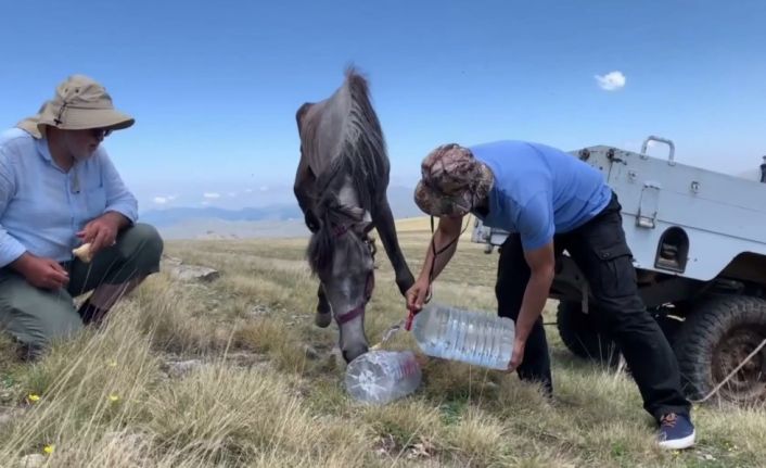 Yuları kayaya dolanan at, 20 sonra amatör telsizciler tarafından kurtarıldı