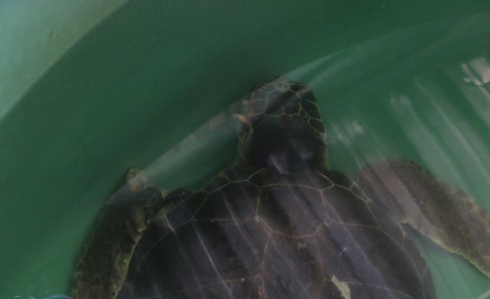 Yüzgecinden ve başından 65 saçma çıkarılan caretta caretta tedavi altına alındı