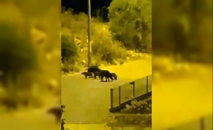 Aç kalan domuzlar yiyecek bulmak için turizm merkezine indi