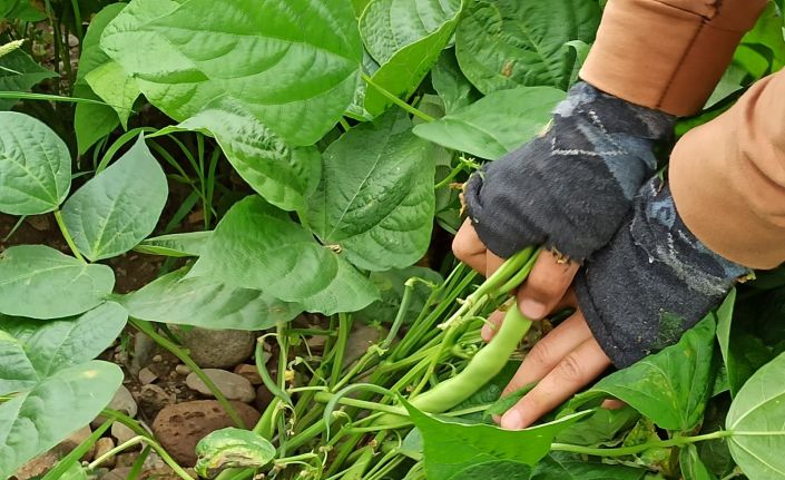 Afyonkarahisar’da 2 bin 900 dekar alanda ilk fasulye hasadı başladı