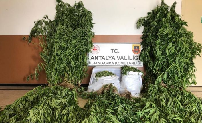 Alanya’da uyuşturucu operasyonu: 21 kilo 300 gram kubar esrar ele geçirildi