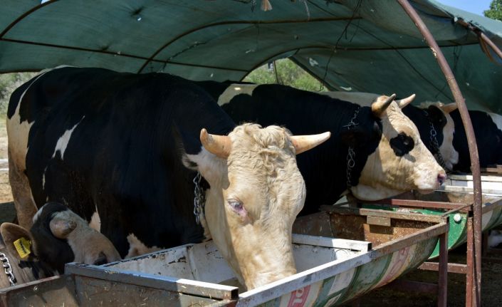 Aliağa’da kurbanlıklar alıcılarını bekliyor