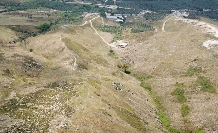 Avşa adasına 60 bin fidan