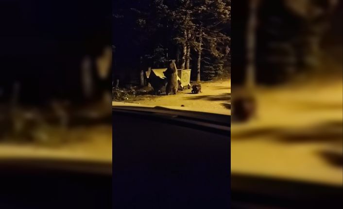 Ayının saldırısına uğradı, yüzüne ışık tuttu... Uludağ’da turistin korku dolu anları