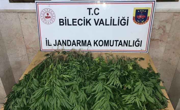Bal kabağı tarlası içine kenevir bitkisi diken şahıs yakalandı