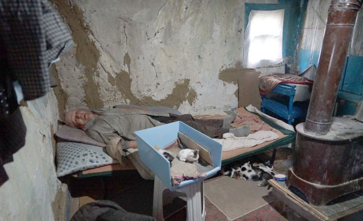 Barakada yaşayan vatandaş, bir lokma ekmeğini 36 kedi ile paylaşıyor