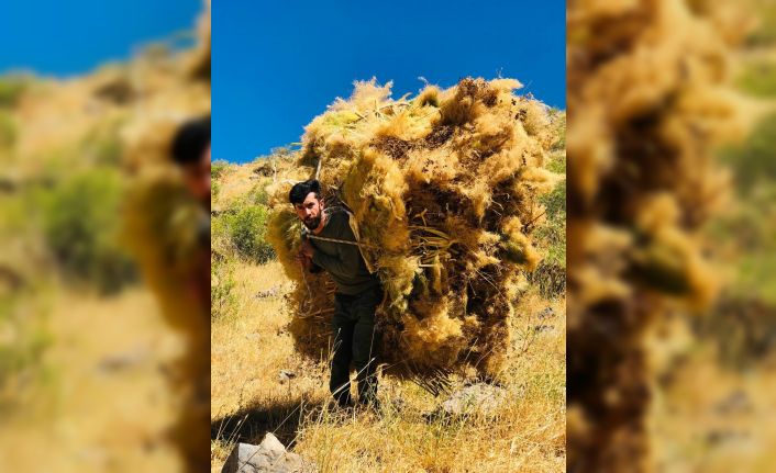 Bedenlerinin 6-7 katı büyüklüğünde 70-80 kiloluk otları 200 metre sırtlarında taşıyorlar