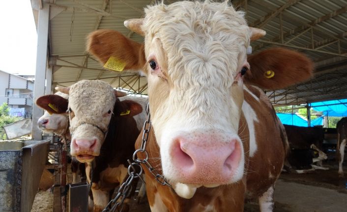 Besiciler uyardı: “Kurbanlık hayvanlar tükenmek üzere"