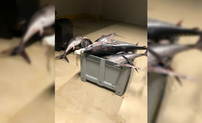 Beylikdüzü’nde yasak dönemde avlanan bin 600 kilo orkinos balığına el konuldu