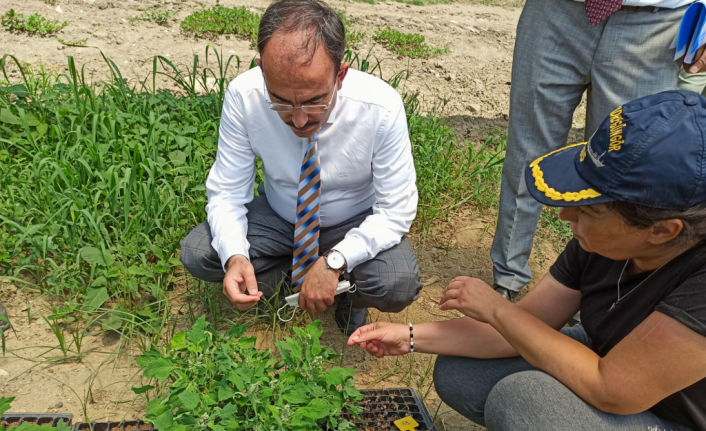 Bilecik’te TUAM tarafından 15 tarımsal proje yürütülüyor