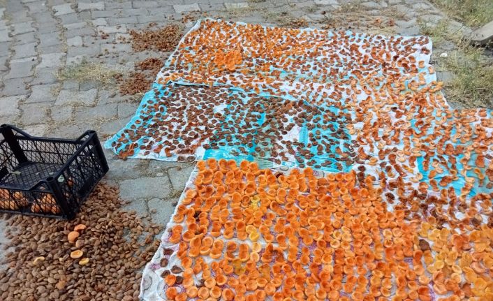 Bitlis’te kayısı hasadı başladı