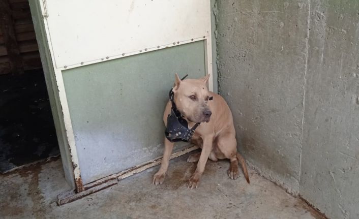 Bu köpekleri besleyenler dikkat