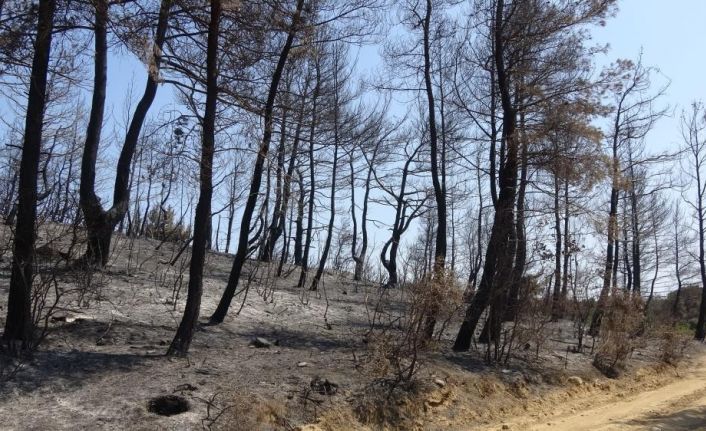 Çanakkale’de ormanlara girişler 1 ay süreyle yasaklandı