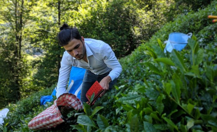 ÇAYKUR 2. sürgün yaş çay kampanyasının ilk gününde bin ton yaş çay aldı