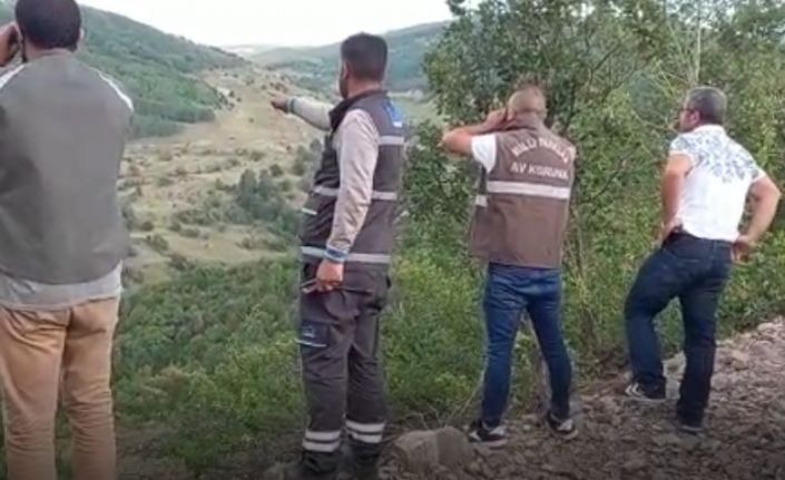 Çoban köpeklerinin saldırdığı boz ayı yaralandı