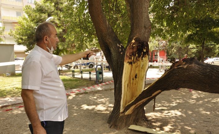 Çocuk parkında ağaç devrildi, şans eseri can kaybı ya da yaralanan olmadı